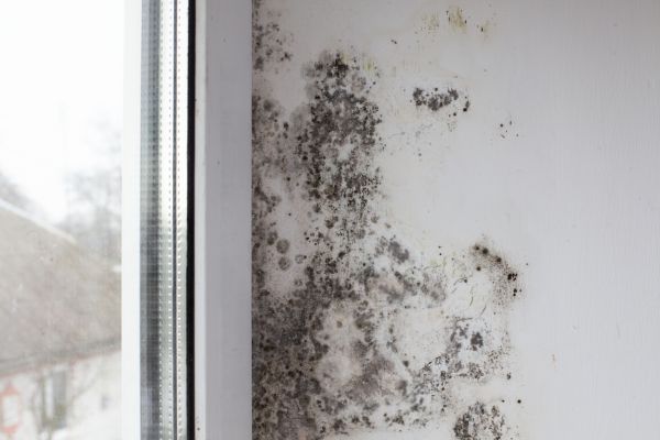 Mold Remediation Service - Mold Remediation Service Hooksett, New Hampshire