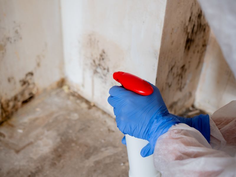 Mold Remediation Service